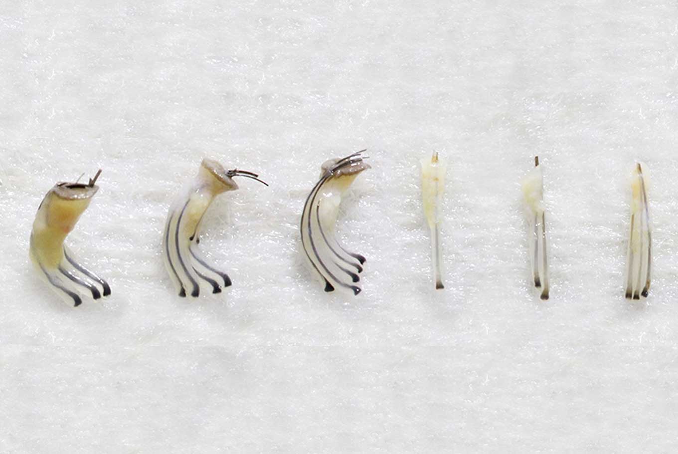 grafts-viability grafts-viability